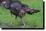 [ Wild turkey ]