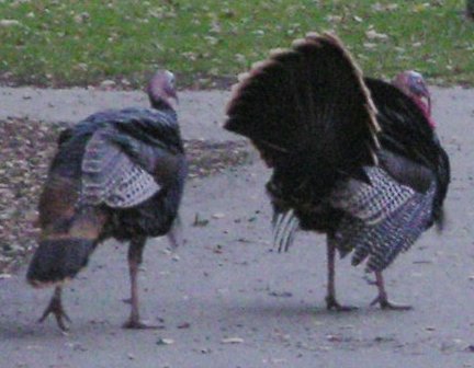 [Wild turkey]