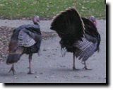 [ Wild turkey ]