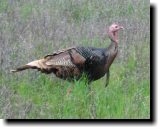 [ Wild turkey ]