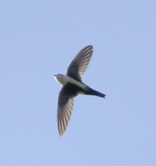 [White-throated swift]