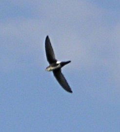 [White-throated swift]