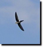 [ White-throated swift ]