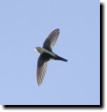 [ White-throated swift ]