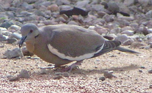 [White-winged dove]