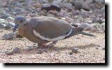 [ White-winged dove ]