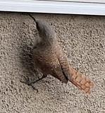[ Canyon wren ]
