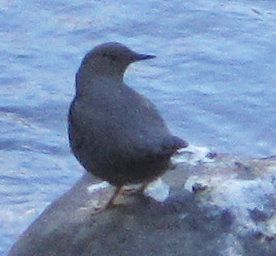 [American dipper]