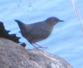 [American dipper]