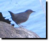 [ American dipper ]