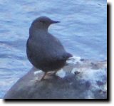 [ American dipper ]