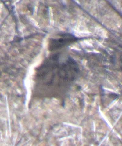 [American pipit]