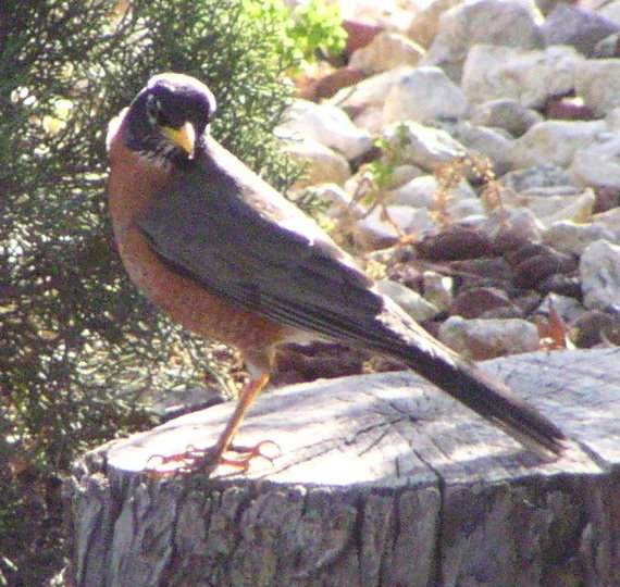 [American robin]