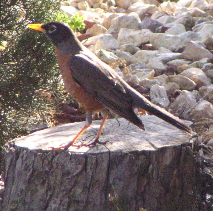 [American robin]