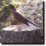 [ American robin ]