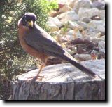 [ American robin ]