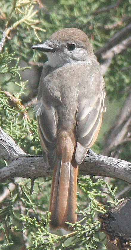 [Ash-throated flycatcher]