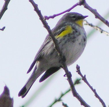 [Yellow-rumped warbler (Au ...]