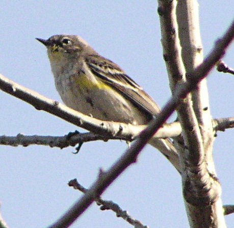 [Yellow-rumped warbler (Au ...]