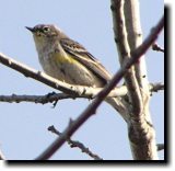 [ Yellow-rumped warbler (Au ... ]