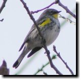 [ Yellow-rumped warbler (Au ... ]