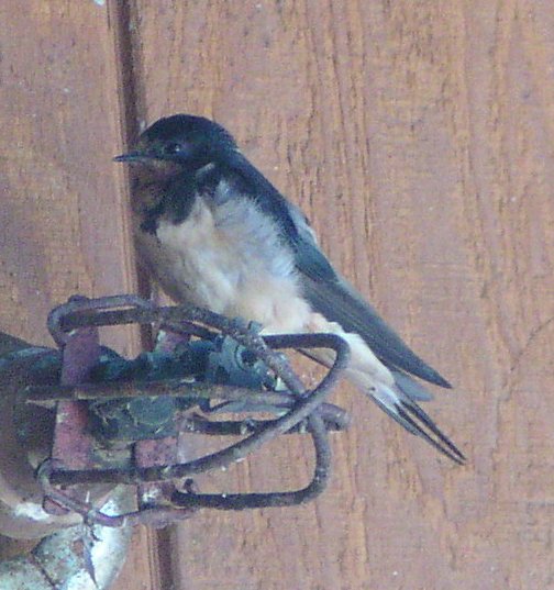 [Barn swallow]