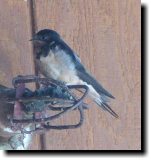 [ Barn swallow ]