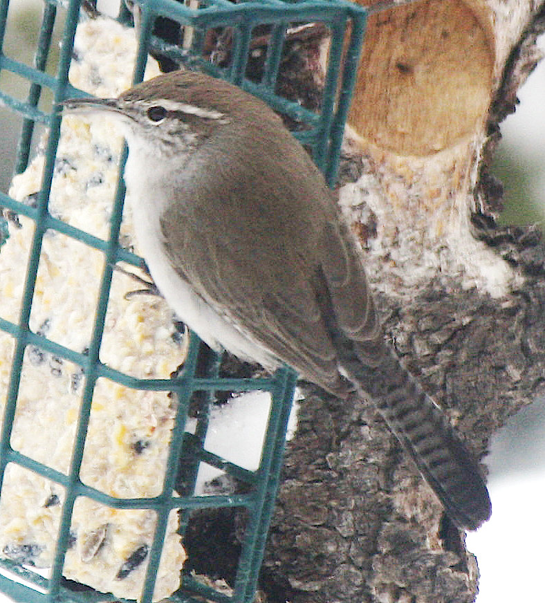 [Bewick's wren]