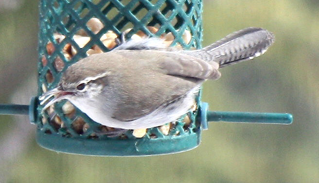 [Bewick's wren]