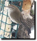 [ Bewick's wren ]