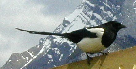 [Black-billed magpie]