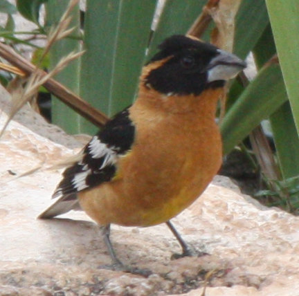 [Black-headed grosbeak]