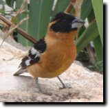 [ Black-headed grosbeak ]