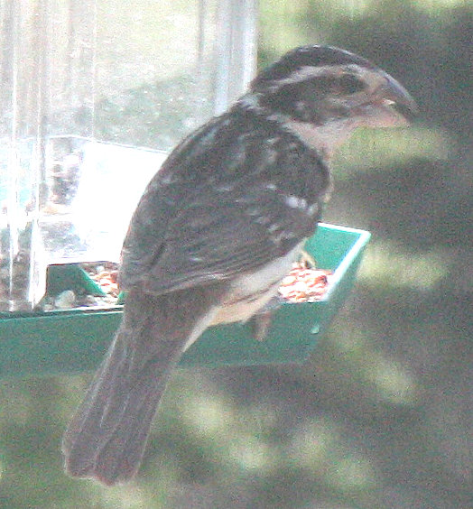 [Black-headed grosbeak]