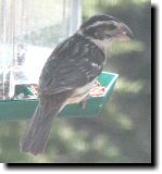 [ Black-headed grosbeak ]