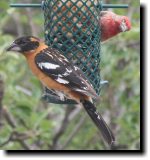 [ Black-headed grosbeak ]