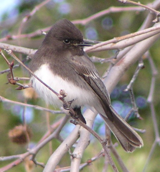 [Black phoebe]