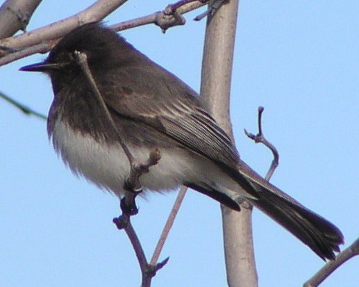 [Black phoebe]