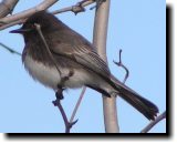 [ Black phoebe ]