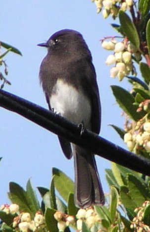 [Black phoebe]