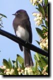 [ Black phoebe ]