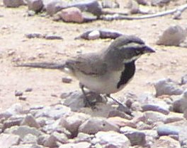 [Black-throated sparrow]