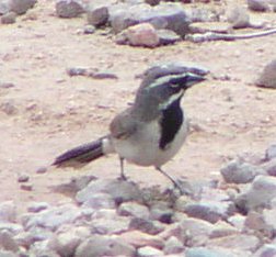 [Black-throated sparrow]