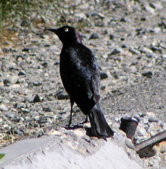 [Brewer's blackbird]