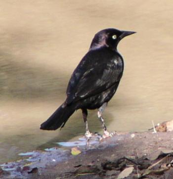 [Brewer's blackbird]