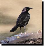 [ Brewer's blackbird ]