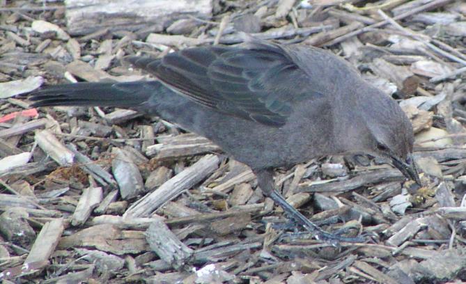 [Brewer's blackbird]