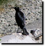 [ Brewer's blackbird ]