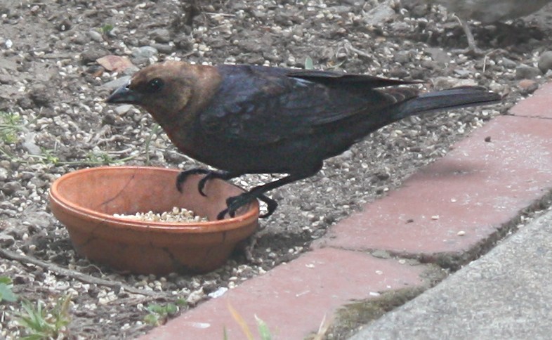 [Brown-headed cowbird]