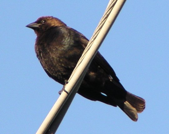 [Brown-headed cowbird]